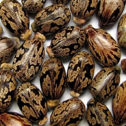 Pure Castor Seed