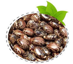 Castor Seeds