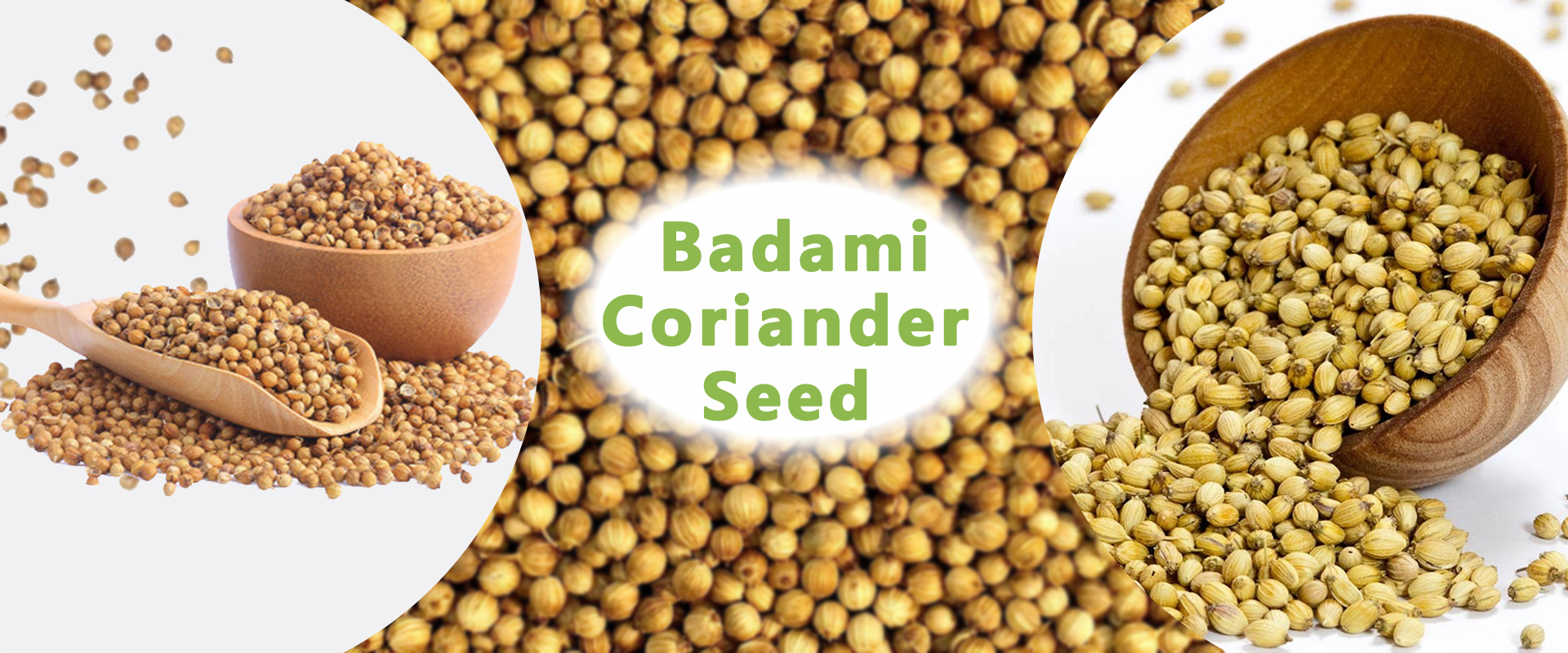 Badami Coriander Seed