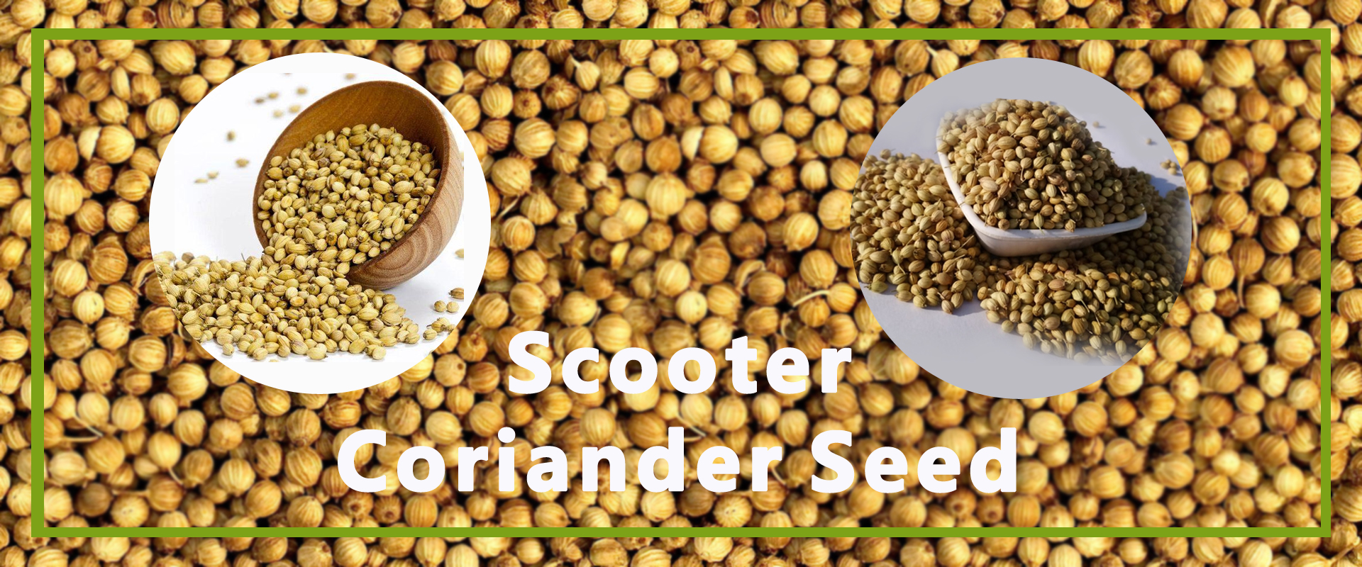 Scooter Coriander Seed