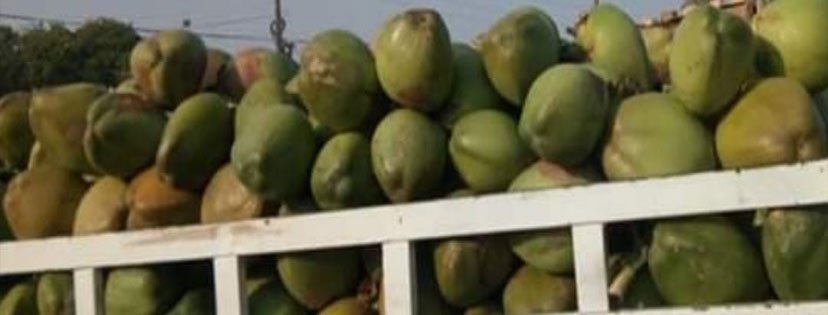Coconut Manufacturers